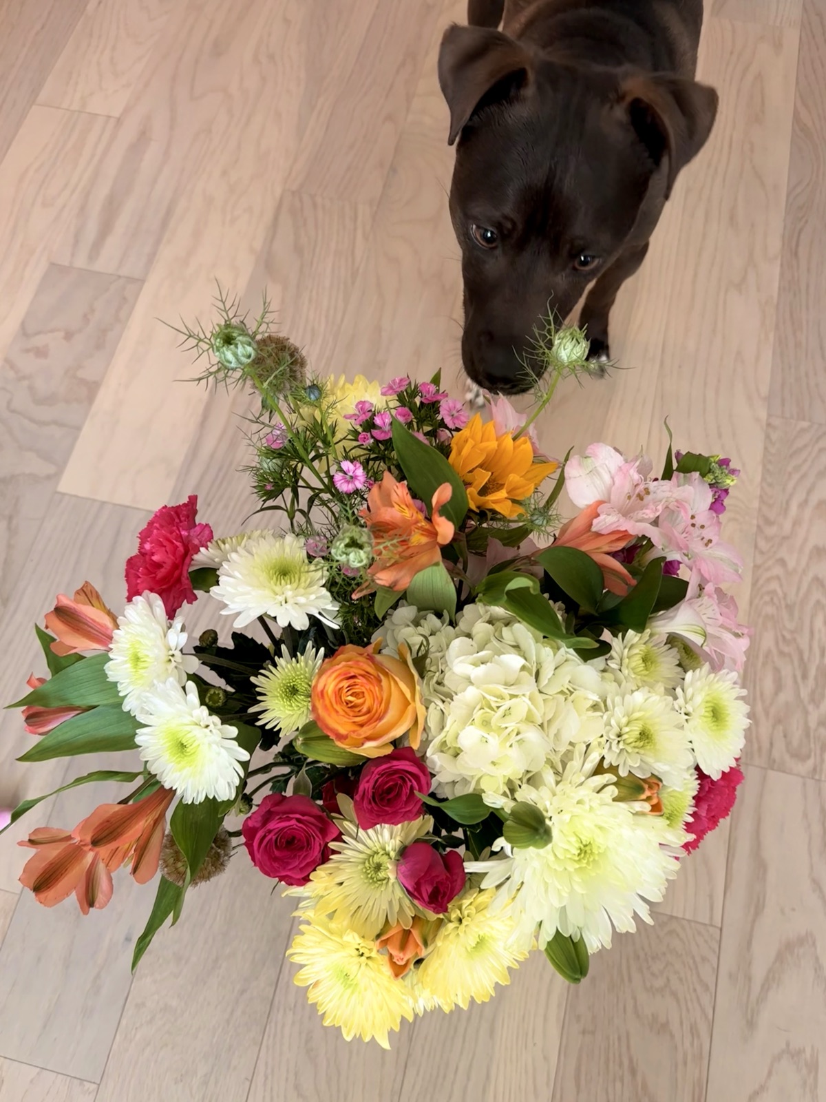 The flowers from Feb 20, 2026
