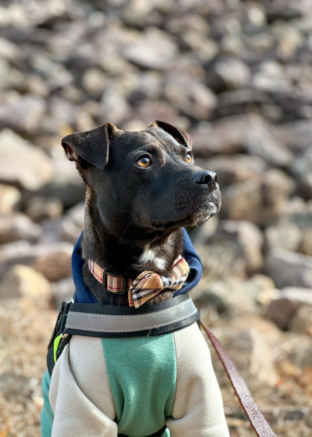 Mister, a black dog in a plaid bow tie and a color-block hoodie, gazing thoughtfully into the distance.